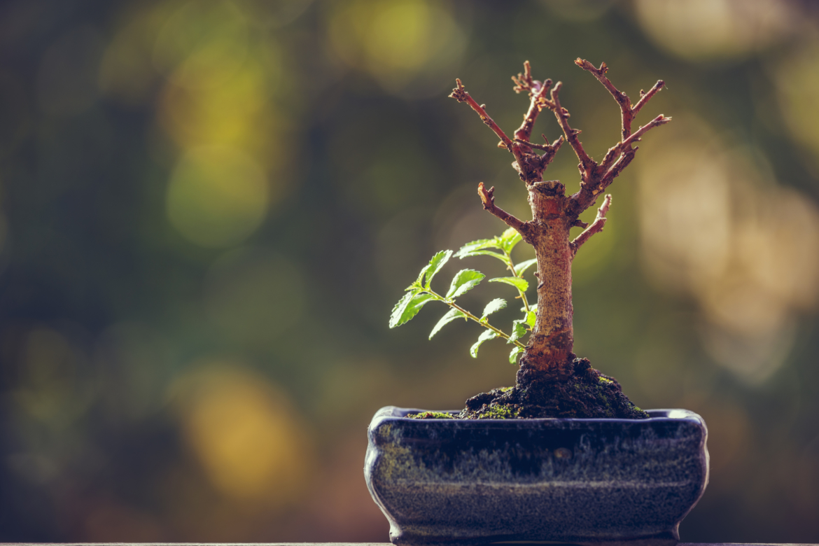 Dry bonsai tree trunk in a pot with fresh green sprigs over blurred natural background.